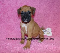 Raya, a female Boxer for sale in Cabool, MO – Photo 9 of 10