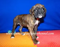 Rusty, a male Boxer for sale in Cabool, MO – Photo 8 of 10