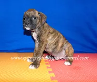 Rusty, a male Boxer for sale in Cabool, MO – Photo 2 of 10