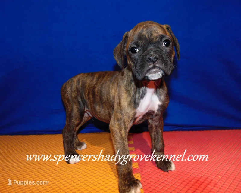 Rusty – Boxer puppy for sale in Cabool, MO
