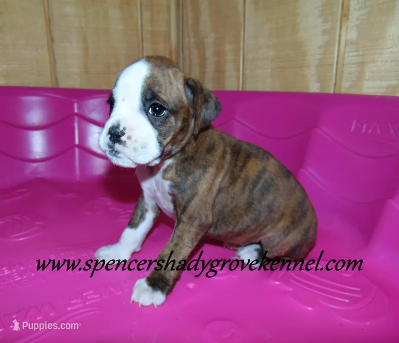 Dandy – Boxer puppy for sale in Cabool, MO