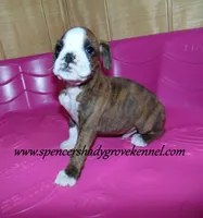 Dandy, a male Boxer for sale in Cabool, MO – Photo 2 of 8