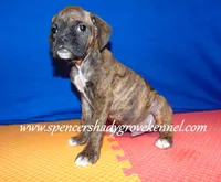 Rusty, a male Boxer for sale in Cabool, MO – Photo 5 of 10