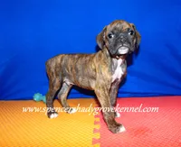 Rusty, a male Boxer for sale in Cabool, MO – Photo 9 of 10