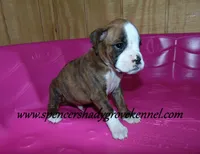 Dandy, a male Boxer for sale in Cabool, MO – Photo 6 of 8