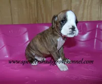 Dandy, a male Boxer for sale in Cabool, MO – Photo 7 of 8