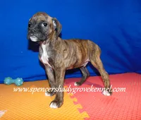 Rusty, a male Boxer for sale in Cabool, MO – Photo 7 of 10
