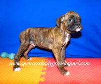 Rusty, a male Boxer for sale in Cabool, MO – Photo 10 of 10
