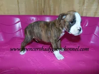 Dandy, a male Boxer for sale in Cabool, MO – Photo 8 of 8