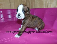 Dandy, a male Boxer for sale in Cabool, MO – Photo 5 of 8