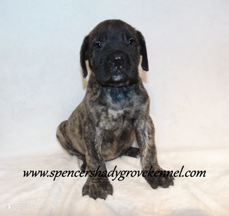 Dakota – English Mastiff puppy for sale in Cabool, MO