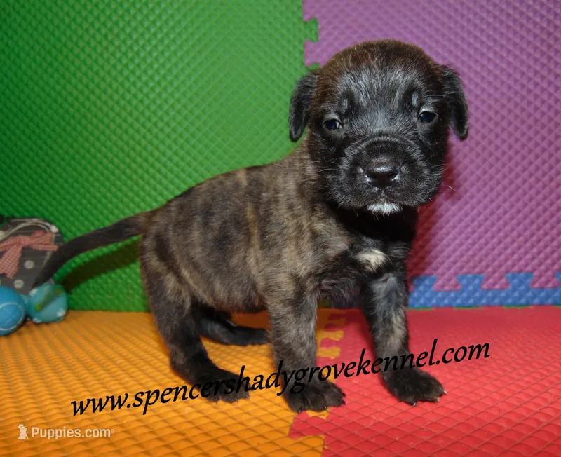 Duke – English Mastiff puppy for sale in Cabool, MO