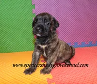 Dahlia, a female English Mastiff for sale in Cabool, MO – 3 of 10
