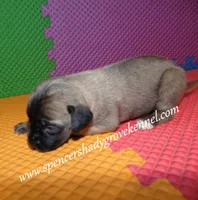 Honey, a female English Mastiff for sale in Cabool, MO – 7 of 10