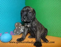 Darby, a female English Mastiff for sale in Cabool, MO – 3 of 10