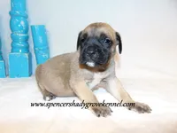 Hulk, a male English Mastiff for sale in Cabool, MO – 7 of 10