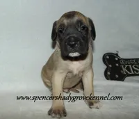 Hunter, a male English Mastiff for sale in Cabool, MO – 6 of 10
