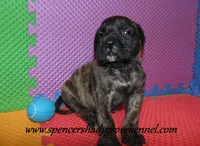 Dakota, a male English Mastiff for sale in Cabool, MO – 3 of 10