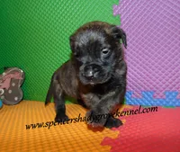 Duke, a male English Mastiff for sale in Cabool, MO – 2 of 10
