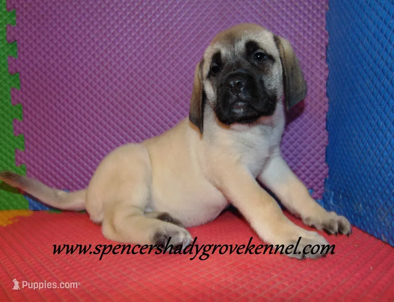Delta  – English Mastiff puppy for sale in Cabool, MO