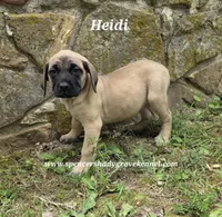 Heidi, a female English Mastiff for sale in Cabool, MO – 9 of 10