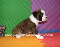 Bo, a male Boxer for sale in Cabool, MO – 7 of 10