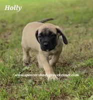Holly, a female English Mastiff for sale in Cabool, MO – 5 of 10