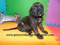 Darby, a female English Mastiff for sale in Cabool, MO – 10 of 10