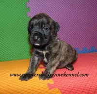 Dahlia, a female English Mastiff for sale in Cabool, MO – 4 of 10