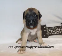 Hogan, a male English Mastiff for sale in Cabool, MO – 5 of 10