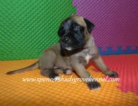 Hilda, a female English Mastiff for sale in Cabool, MO – 8 of 10