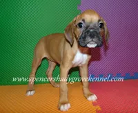 Sophie, a female Boxer for sale in Cabool, MO – 8 of 10