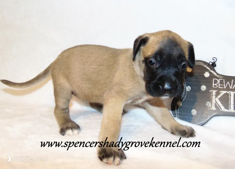Hilda – English Mastiff puppy for sale in Cabool, MO