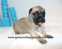 Hulk, a male English Mastiff for sale in Cabool, MO – 6 of 10