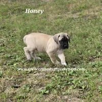 Honey, a female English Mastiff for sale in Cabool, MO – 4 of 10