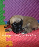 Hailey, a female English Mastiff for sale in Cabool, MO – 9 of 10