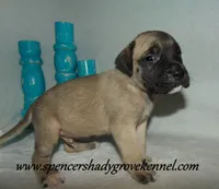 Hunter, a male English Mastiff for sale in Cabool, MO – 7 of 10