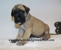 Hayes, a male English Mastiff for sale in Cabool, MO – 2 of 10