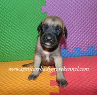 Hope, a female English Mastiff for sale in Cabool, MO – 10 of 10