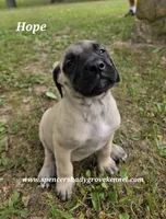 Hope, a female English Mastiff for sale in Cabool, MO – 5 of 9