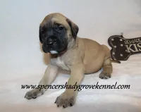 Hayes, a male English Mastiff for sale in Cabool, MO – 5 of 10