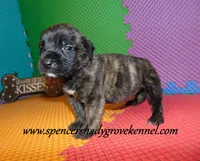 Dahlia, a female English Mastiff for sale in Cabool, MO – 6 of 10