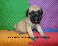 Delta , a female English Mastiff for sale in Cabool, MO – 5 of 10