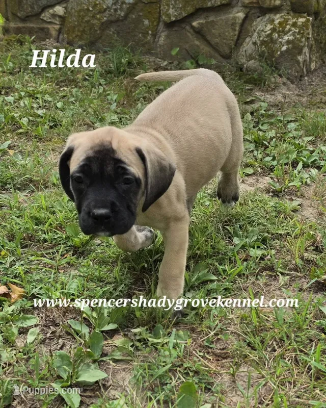 Hilda – English Mastiff puppy for sale in Cabool, MO