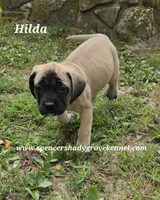 Hilda, a female English Mastiff for sale in Cabool, MO – 2 of 10