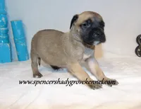 Hulk, a male English Mastiff for sale in Cabool, MO – 4 of 10