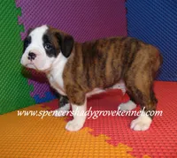 Bo, a male Boxer for sale in Cabool, MO – 6 of 10