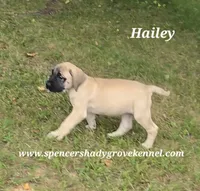 Hailey, a female English Mastiff for sale in Cabool, MO – 5 of 10