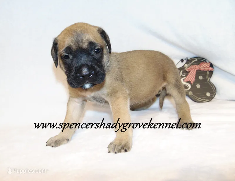 Holly – English Mastiff puppy for sale in Cabool, MO