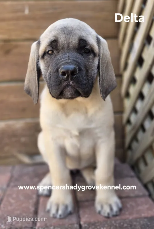 Delta  – English Mastiff puppy for sale in Cabool, MO